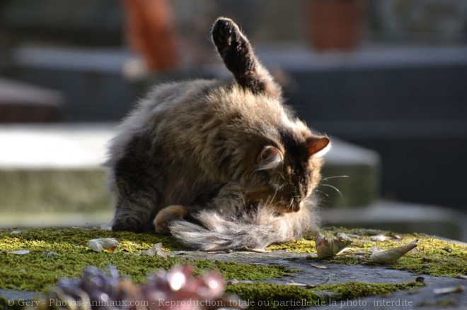 Photo de Chat domestique