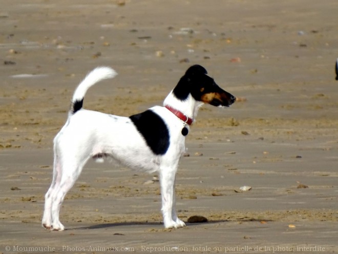 Photo de Jack russell terrier