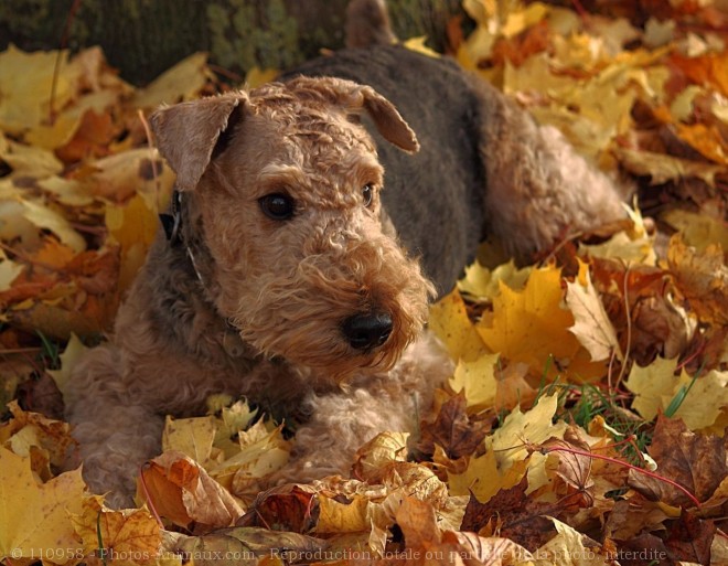 Photo d'Airedale terrier