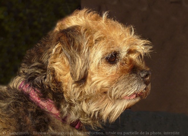 Photo de Border terrier