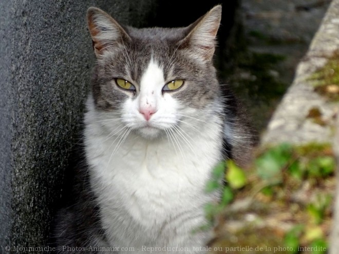 Photo de Chat domestique