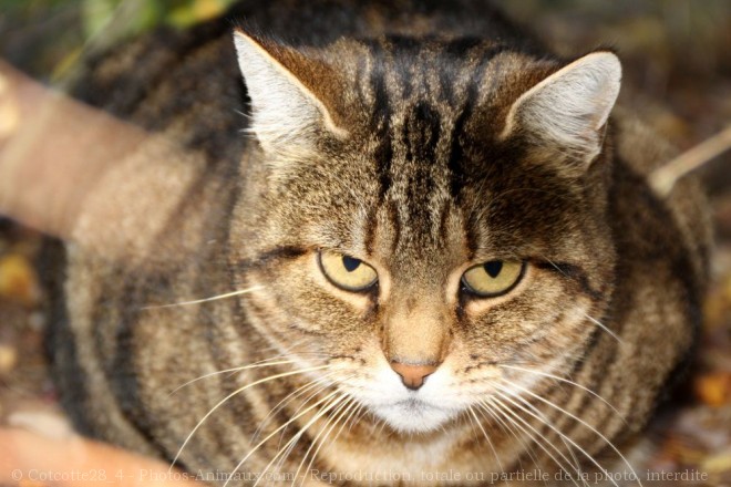 Photo de Chat domestique