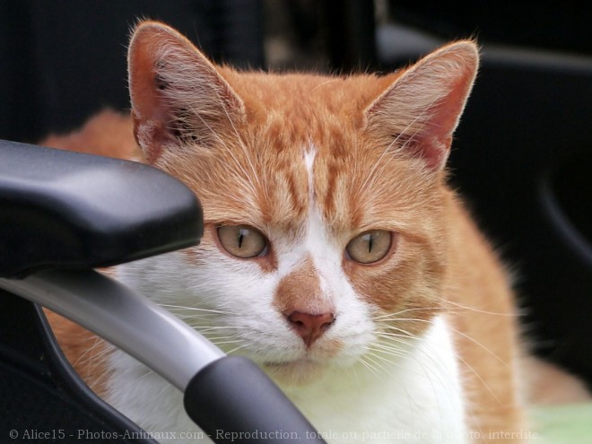 Photo de Chat domestique