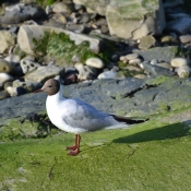 Photo de Mouette