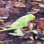 Photo de Perruche  collier