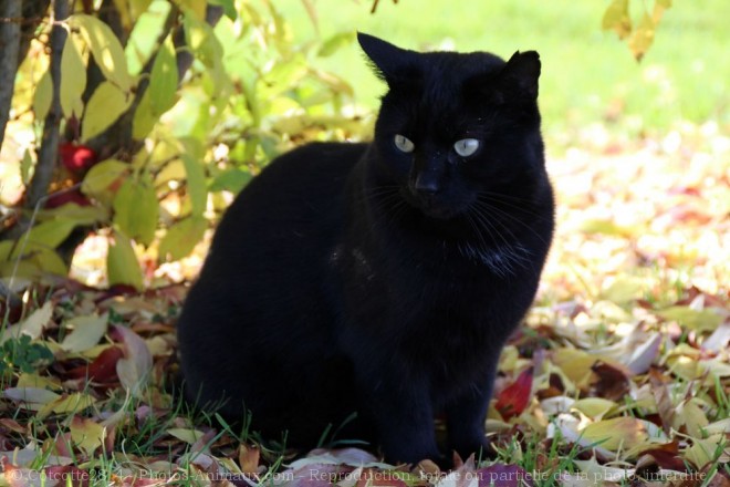 Photo de Chat domestique