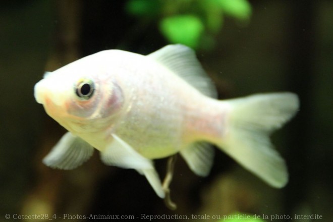 Photo de Poissons rouges