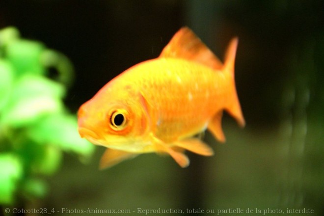 Photo de Poissons rouges