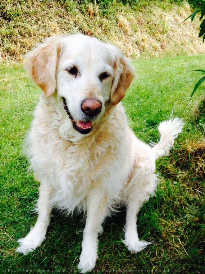 Photo de Golden retriever