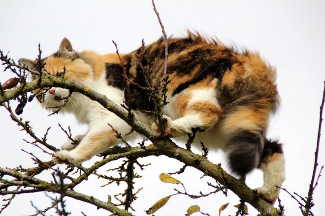 Photo de Chat domestique