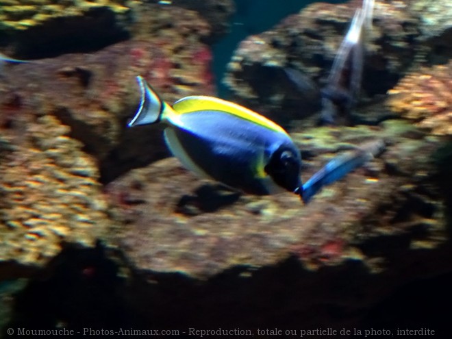 Photo de Poisson - chirurgien bleu