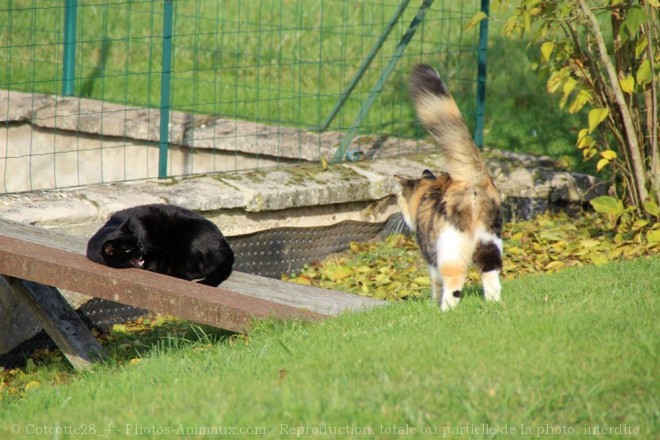 Photo de Chat domestique