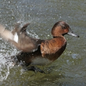 Photo de Canard colvert