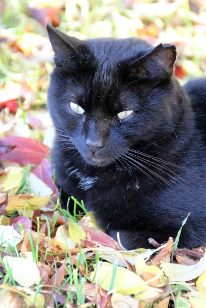 Photo de Chat domestique