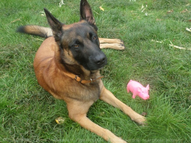 Photo de Berger belge malinois