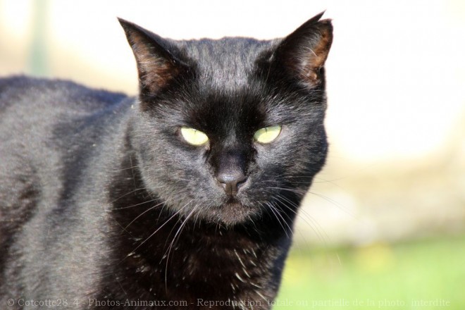 Photo de Chat domestique