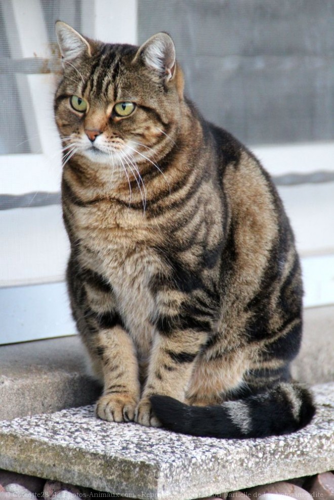 Photo de Chat domestique