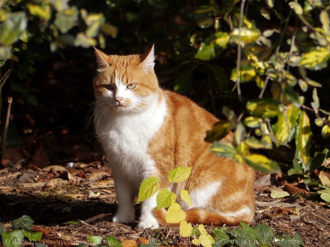 Photo de Chat domestique