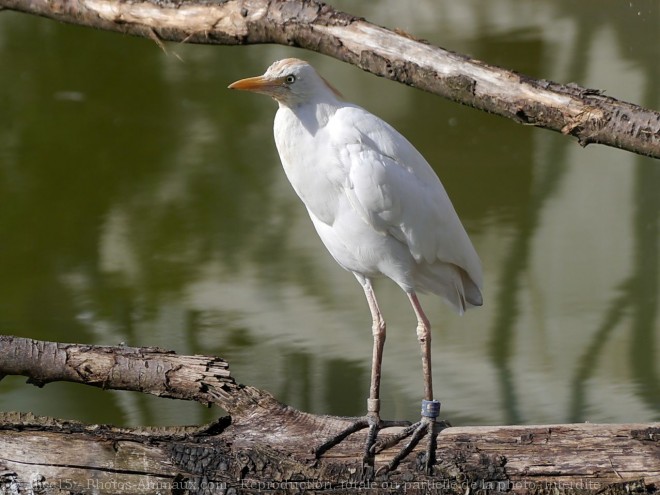 Photo de Hron garde-boeufs