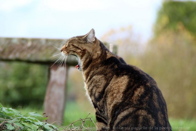 Photo de Chat domestique