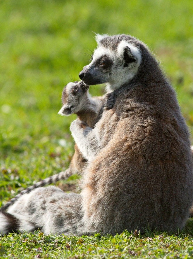 Photo de Lmurien - maki catta