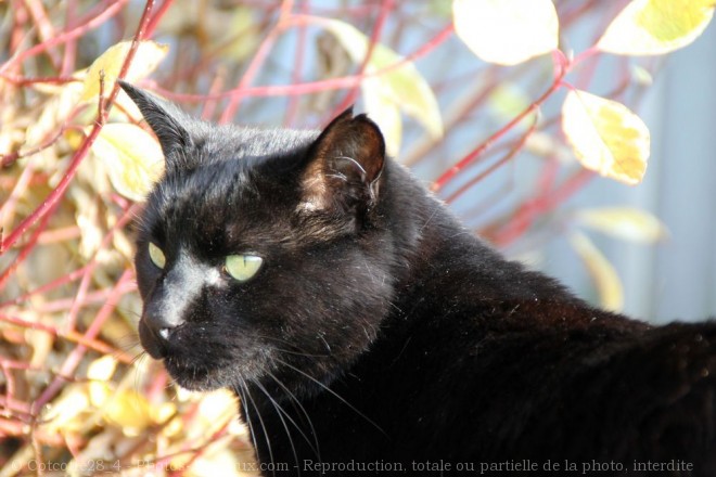 Photo de Chat domestique