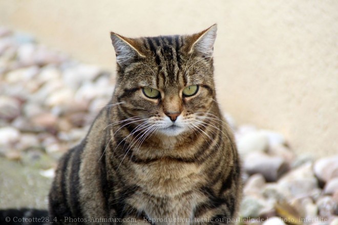 Photo de Chat domestique