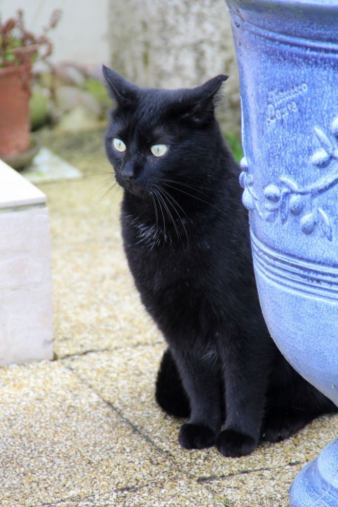 Photo de Chat domestique