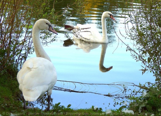 Photo de Cygne