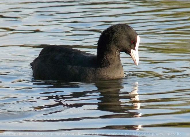 Photo de Foulque macroule