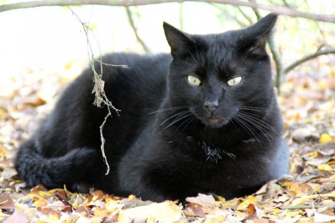 Photo de Chat domestique