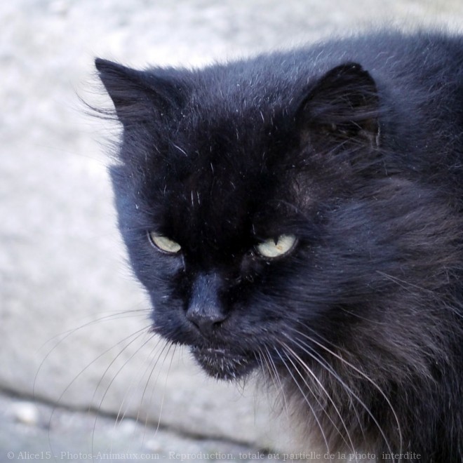 Photo de Chat domestique