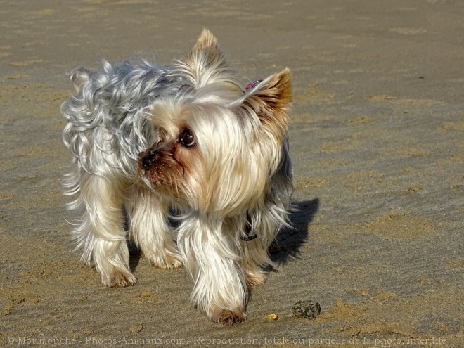 Photo de Yorkshire terrier