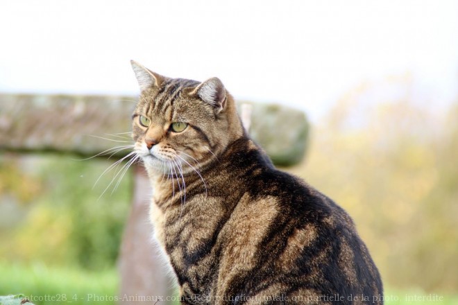 Photo de Chat domestique