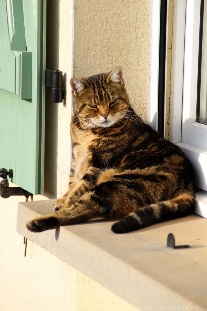 Photo de Chat domestique