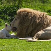 Photo de Lion