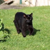 Photo de Chat domestique