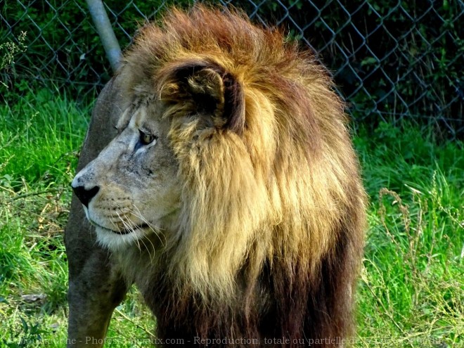 Photo de Lion