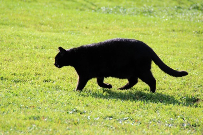 Photo de Chat domestique