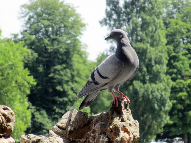 Photo de Pigeon