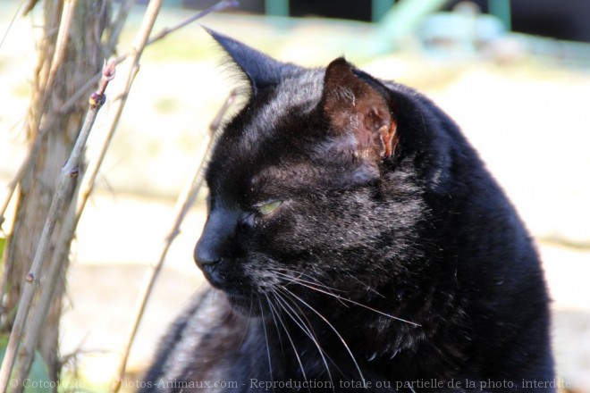 Photo de Chat domestique