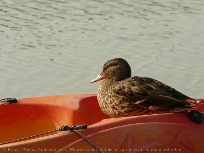 Photo de Canard