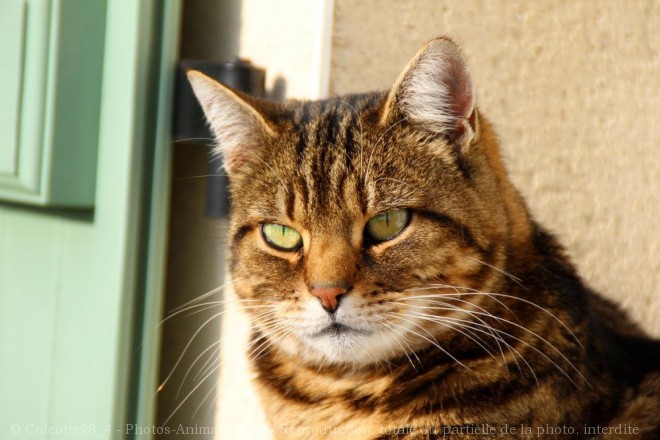 Photo de Chat domestique