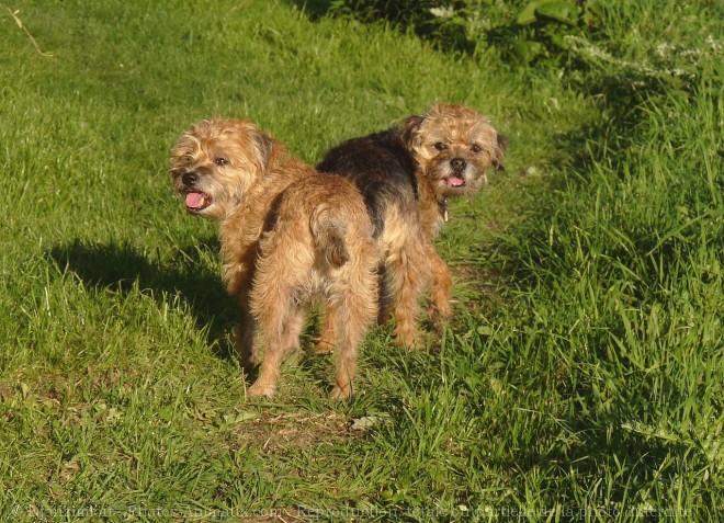 Photo de Border terrier