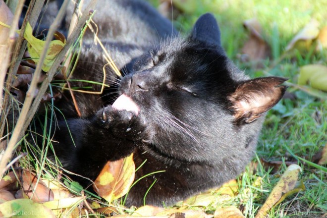 Photo de Chat domestique