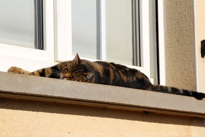 Photo de Chat domestique