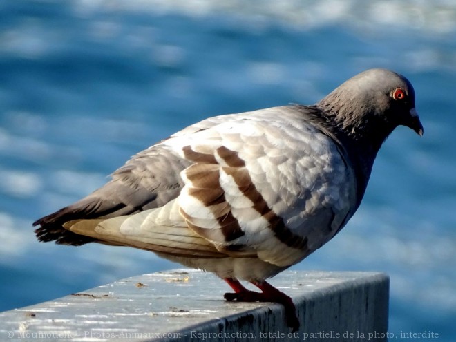 Photo de Pigeon