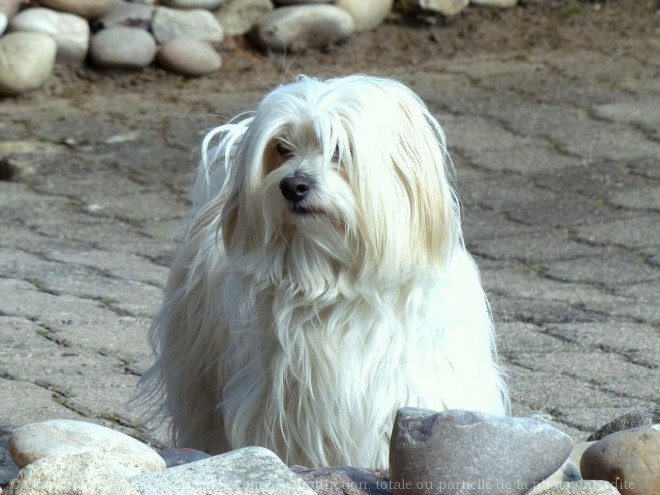 Photo de Coton de tulear