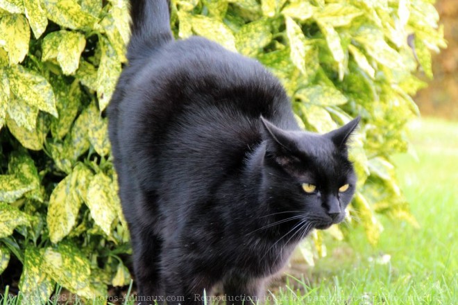 Photo de Chat domestique