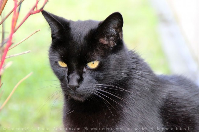 Photo de Chat domestique